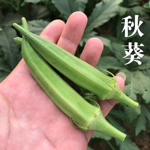 农家种植黄秋葵 新鲜蔬菜脆嫩火锅食材凉拌清炒250克现摘发货