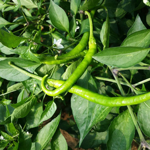 密云农家细长尖椒辣椒青辣子农家种植辣椒炒肉做青剁椒下饭菜280g