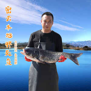 密云本地特产胖头鱼大头鱼礼盒淡水鱼花鲢鱼肉质肥嫩新鲜水产包邮