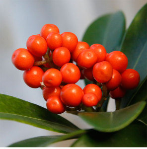 荷兰进口红玉珠盆栽青玉珊瑚植物红果茵芋年宵花室内观果过年送礼