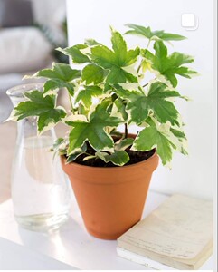 熊掌木花叶八角金盘四季常绿净化空气花园阳台室内绿植盆栽吸毒草