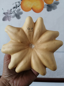 天然野生葫芦,异型飞碟葫芦,十爪葫芦,精品无瑕疵一物一图包邮