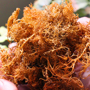 云南大理特产农家食用农产品土产山货凉拌菜天然野菜树花菜散装新