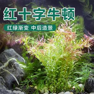 十字牛顿中后景水下叶打头水草缸造景阴阳性活体植物套餐好养