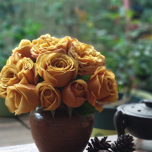 1993日本品种pinedream松之梦复古怀旧黄褐色玫瑰甜香味月季