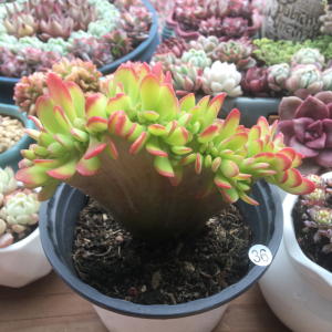 多肉植物西瓜宝珠多头老桩丸叶松绿缀化绿植花卉萌肉肉组合小盆栽