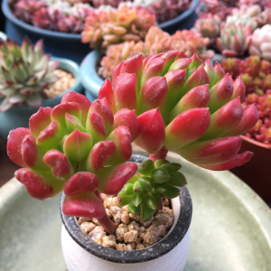 小灯笼多肉植物红色多肉小盆栽超萌肉肉办公室内多肉组合桌面盆栽