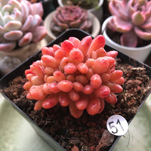 多肉香奈儿缀化林依晨缀化多肉植物一物一拍室内阳台桌面花卉盆栽