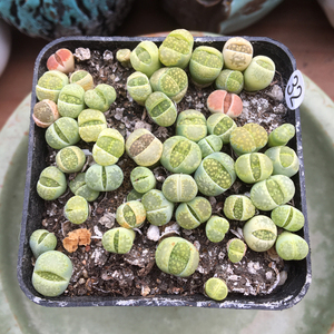 绿福来生石花 多肉植物 室内花卉盆栽美观趣味 一物一拍 绿植肉肉