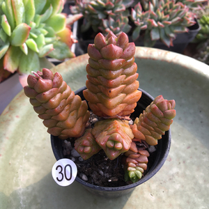 寿无限多肉植物 一物一拍 室内盆栽 办公室阳台组合盆栽肉肉植物