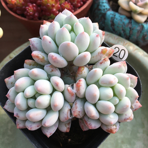 皇冠球明珠多头群生多肉植物一物一拍办公室阳台花卉美观趣味肉肉
