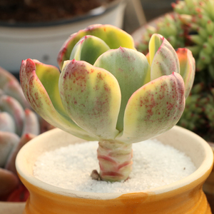 夕阳牡丹锦粗桩一物一拍多肉植物老桩群生肉肉满额包邮梦露园艺