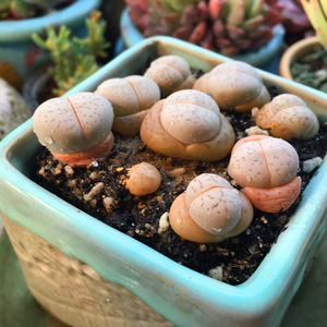 大白生石花多肉植物绫耀玉灵耀玉组合石头花pp花绿植盆栽一物一拍