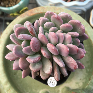 玛瑙缀化多肉植物一物一拍室内花卉盆栽净化空气桌面阳台肉肉植物