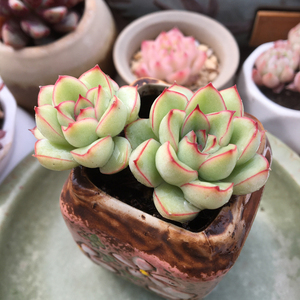 00x路遥淘宝21年 贵货多肉种子 原始花月夜种子 黄金慈禧种子  原始