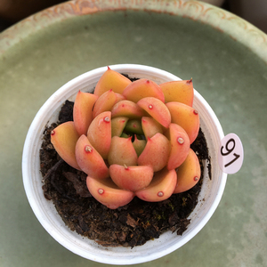 红酒桃多肉植物 办公室阳台室内花卉盆栽 美观趣味 肉肉 一物一拍