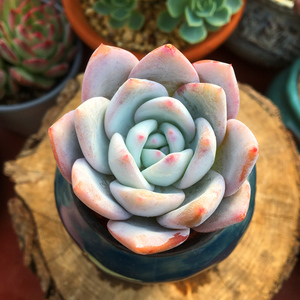 多肉植物嫦娥一物一拍肉肉宽叶厚粉美多肉办公室阳台盆栽花卉绿植