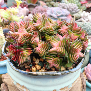 【茜之塔锦】多肉植物 多头群生 花卉多肉植物花卉绿植组合小盆栽