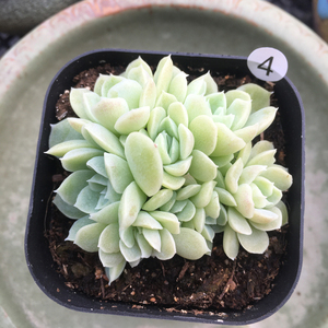 白月影杂多肉植物 办公室阳台室内花卉植物 美观趣味一物一拍肉肉