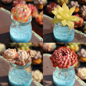 多肉玻璃水栽