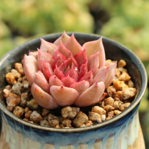 海血罗多肉植物 美观趣味肉肉  办公室阳台室内花卉肉肉 一物一拍