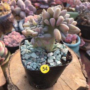 冬美人缀化多肉植物盆栽缀化醉美人 缀美人 缀化多肉植物组合盆栽