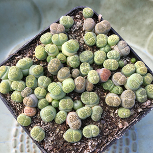 绿福来生石花多肉植物 石生花pp 屁屁肉肉 屁股多肉 一物一拍肉肉