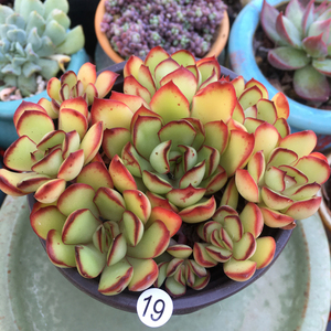 绿体花月夜群生老桩多肉植物花月夜多肉植物花卉绿植盆栽一物一拍