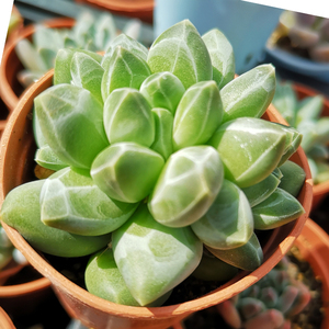 千代松多肉植物