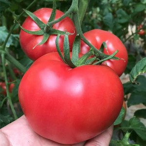 老品种大粉西红柿种子毛粉番茄柿子春季四季家庭阳台盆栽蔬菜种籽