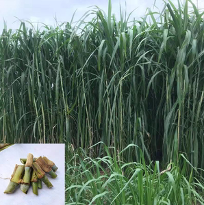 甜象草高产多年生牧草种节种苗新型皇竹草种子耐寒巨菌草四季牛羊