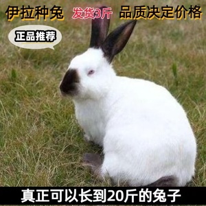 纯种伊拉兔家养大型肉兔活物八点黑种兔公母一对好活包繁殖可食用