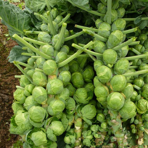 孢子甘蓝种子早熟热销抱子甘蓝种子高产春秋早生贵子蔬菜种子包邮