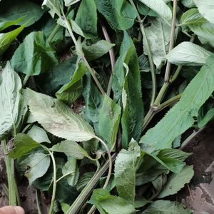 走马风生草药走马风 耳草牛耳三稔 吊钟黄现摘新鲜500克