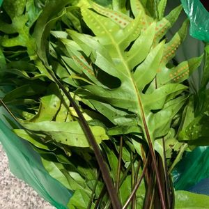 湛江公神草新鲜草药七星剑 功神草 脉门草新鲜9枝