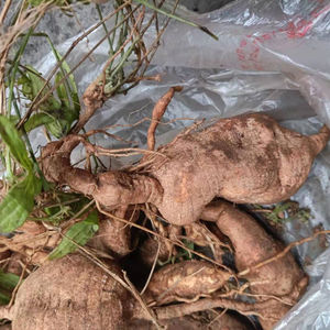 正品野生老鼠拉冬瓜根土白蔹根茅瓜根马交儿干货500克包邮