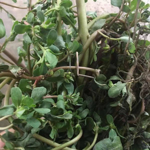 马龄苋 五行草长命菜生草药鱼鳞菜 马龄苋新鲜1500克