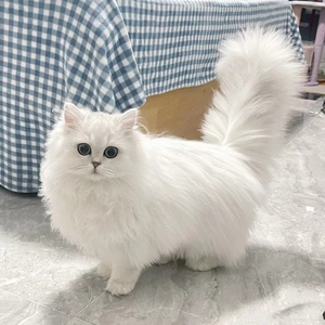 金吉拉猫幼猫纯白拿破仑猫长毛矮脚猫幼崽活体宠物猫咪银渐层猫