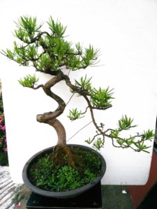 罗汉松盆景s弯迎客松式川派弯子滚龙抱柱 精品罗汉松盆景适应性强