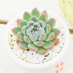 布兰迪卡罗拉 超值大颗野卡多肉植物野血红卡带暗纹肉肉