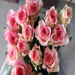 红袖 云南切花 不容易上色 不上色就没有红边 介意勿怕 月季花苗