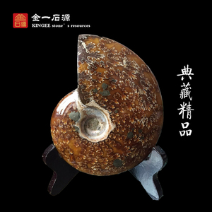 天然马达加斯加发财螺斑彩螺化石玉化螺原石奇石摆件标本特价新品