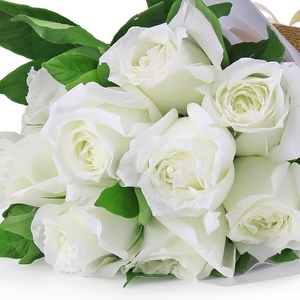 坦尼克月季新款美观玫瑰经典白色花超大欧月盆栽植物阳台绿植抗病