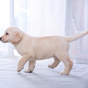 真的小狗宝宝宠物狗