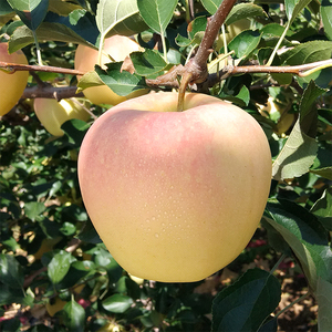 黄元帅苹果黄金帅粉面黄元帅香甜刮泥红富士新鲜水果5斤10斤包邮