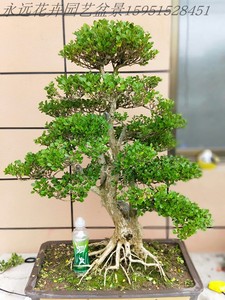 黄杨盆景树桩精品
