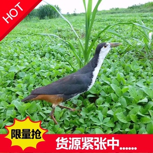 同款货源yl000064淘宝白面户外三首音tf卡叫声音卡加密水鸡非毛鸡