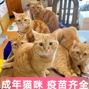 成年猫活体家养土猫青年猫中华田园猫捉鼠猫橘猫大肥猫狸花猫猫舍