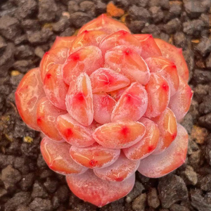 玉芙蓉 多肉叶片 梦露天使系 贵货叶插 新品优选橙子系 满38包邮