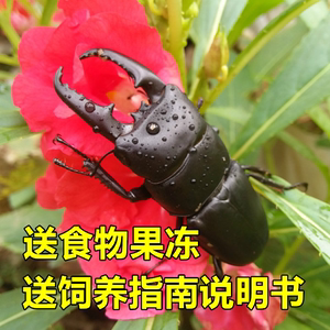【萌宠】锹甲成虫幼虫活体宠物昆虫甲虫非独角仙包邮开箱视频包活